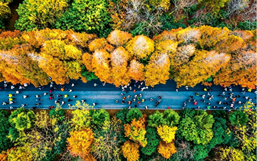 Fengxian Haiwan Forest Half Marathon set for November