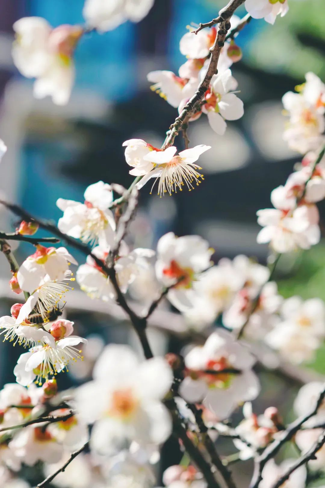 First Gentle Touch of Spring Felt at Shanghai Fish's Pao Pao Park