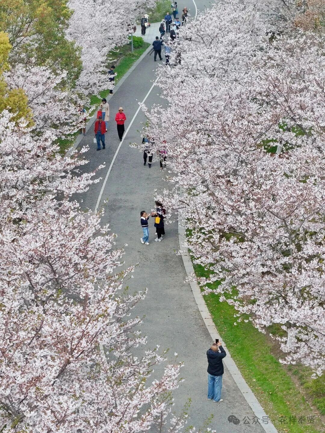 Cherry Blossoms in Full Bloom This Qingming: Meet Spring's 