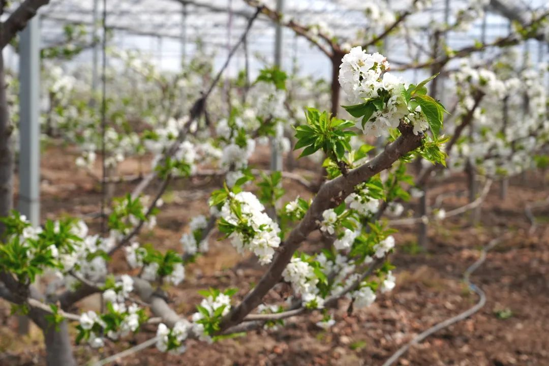 Cherry Blossoms Present Breathtaking Views in Qingcun