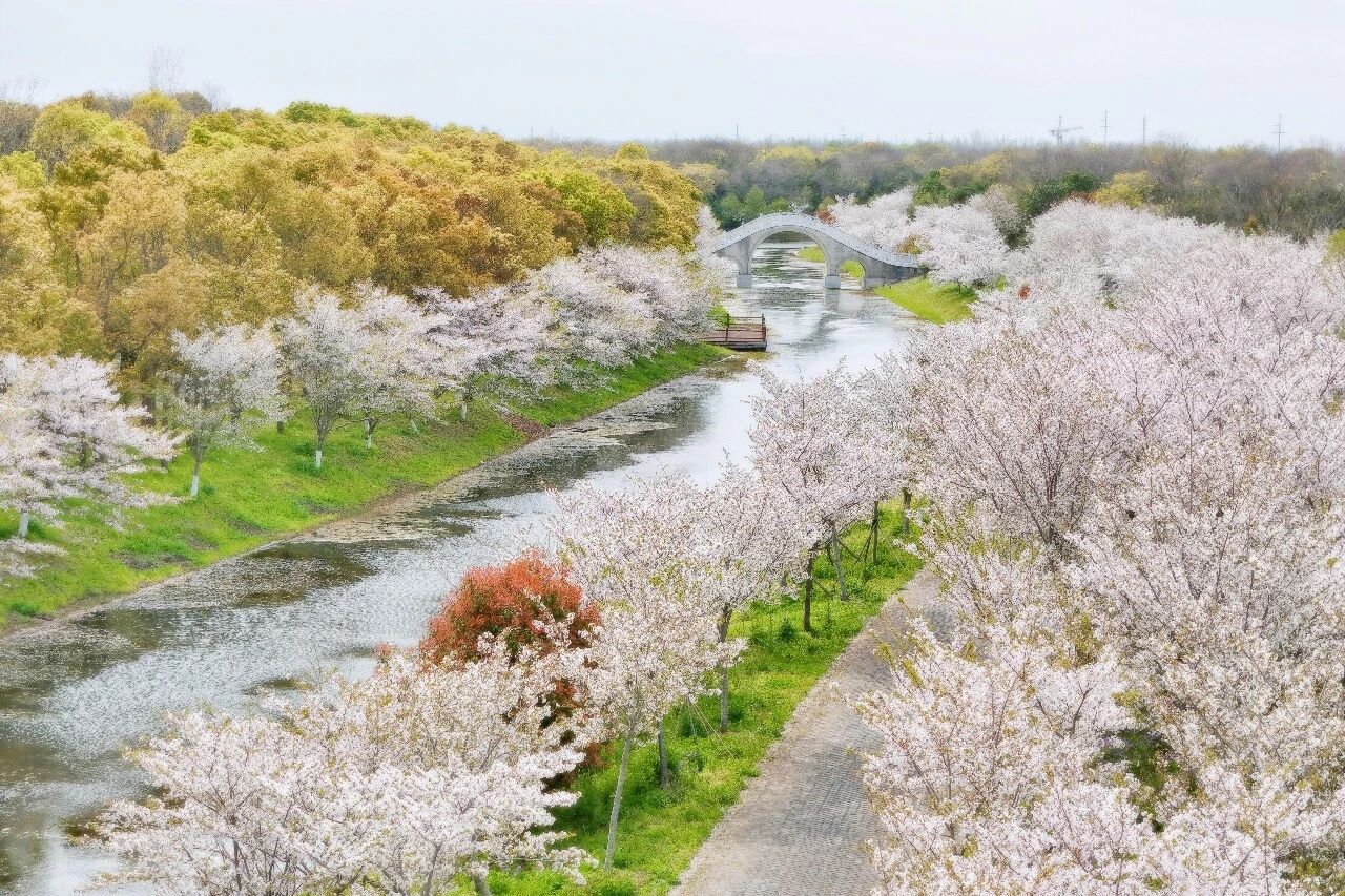Petals Falling: Late Cherry Blossoms Enter Their Final Days at Haiwan National Forest Park
