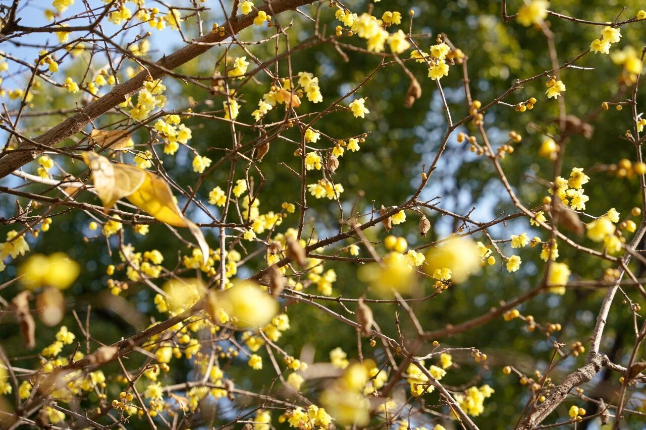 Fengxian's 170-Year-Old Wintersweet in Full Bloom: A Must-See!