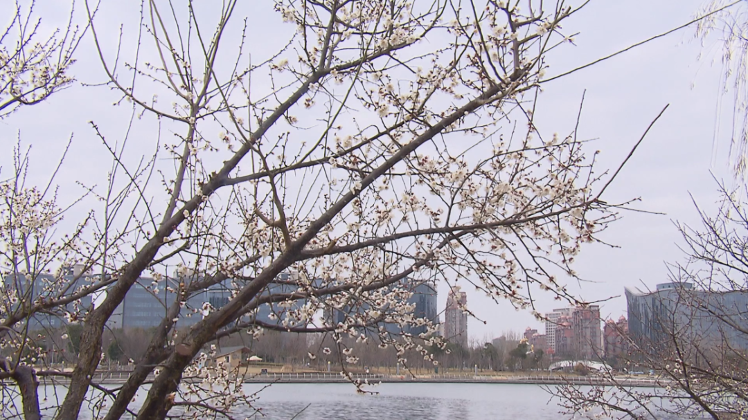 Shanghai Fish Blooms with Plum Fragrance despite Lingering Spring Chill