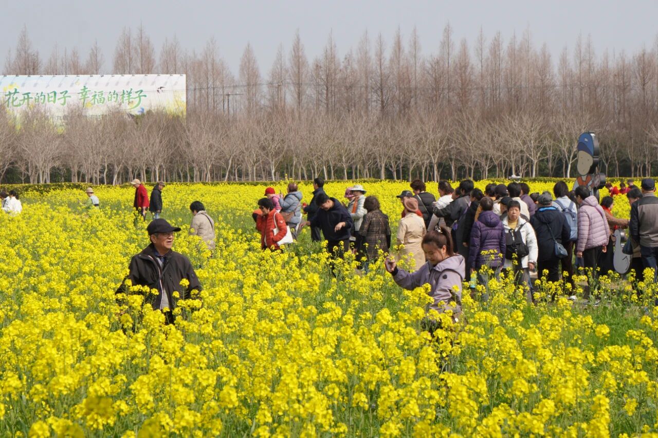 Perfect Time for Bloom: Fengxian Rapeseed Flower Festival Kicks off on Spring Equinox