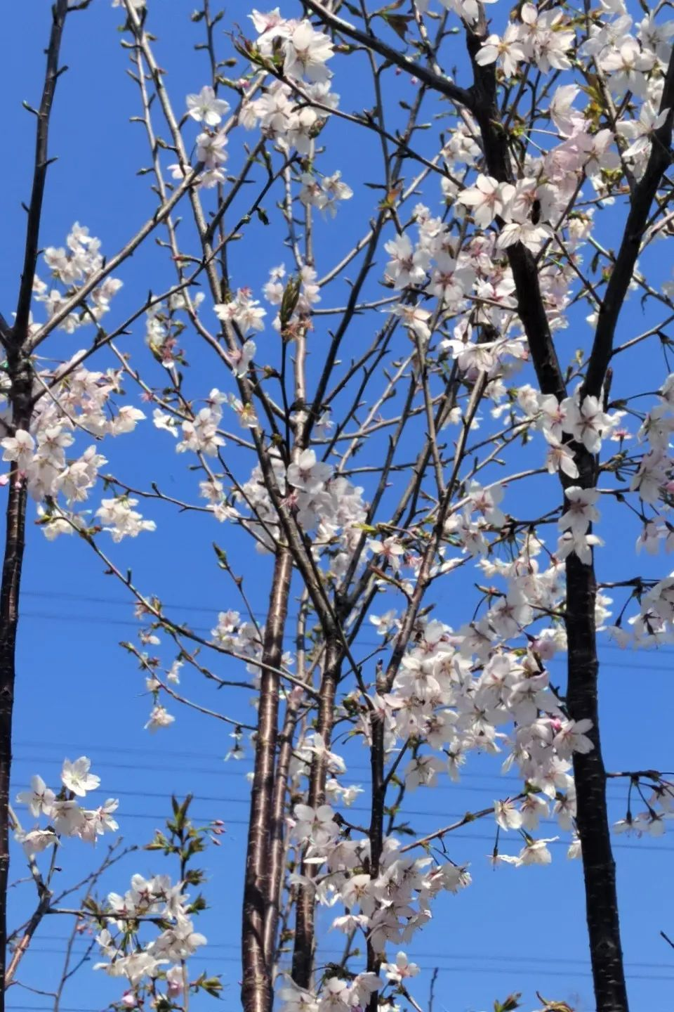 Dive into a Pink Wonderland, Celebrate Spring's Embrace
