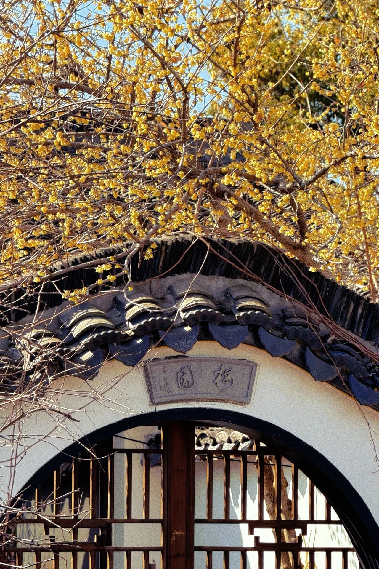 Plum Blossom Tour Now Ready! Qingxi Old Street Welcomes Spring Festival with New Look