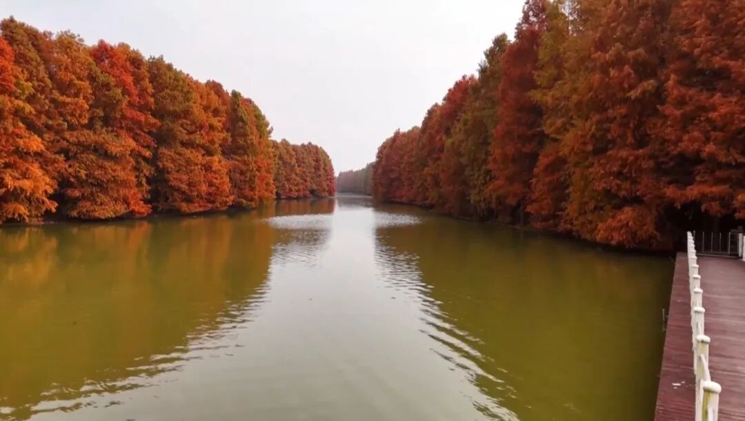 Bay of Red Leaves, Best Time to Visit: Red Leaf Festival Opens at Shanghai Haiwan National Forest Park