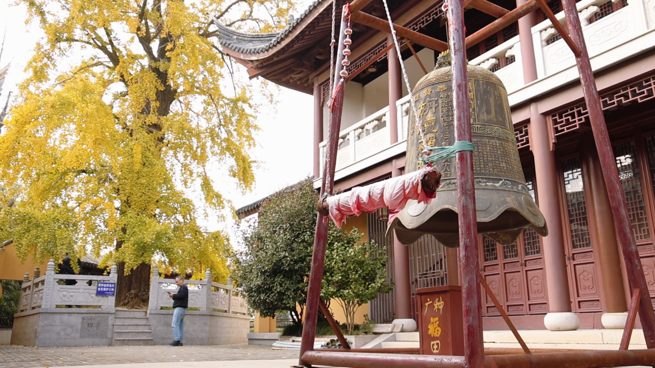 Jinhui's Autumn Charm: 800-Year-Old Ginkgo near Ancient Temple Tells Stories through Every Leaf