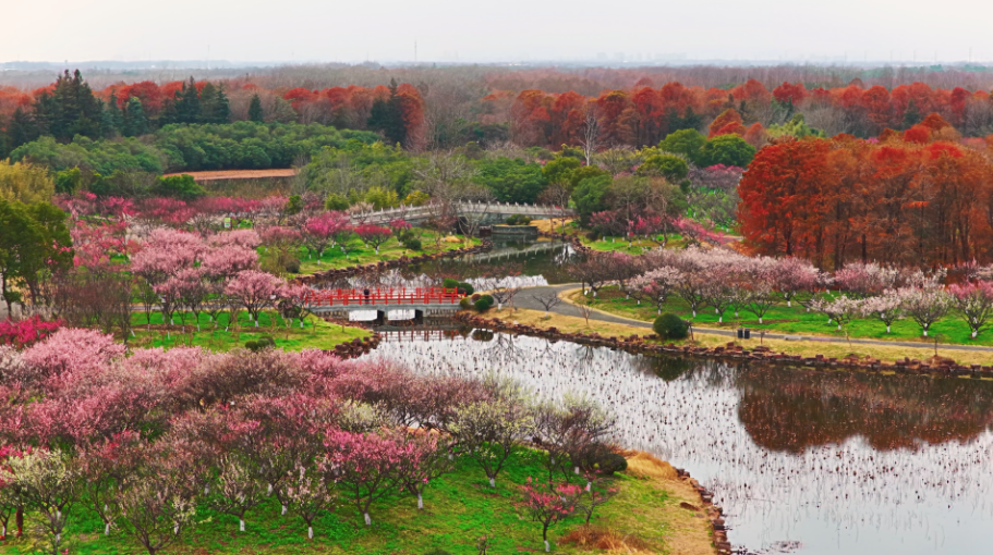 Blazing Plum Blossoms! Shanghai's Fragrant Snow Sea—Early Spring's Finest