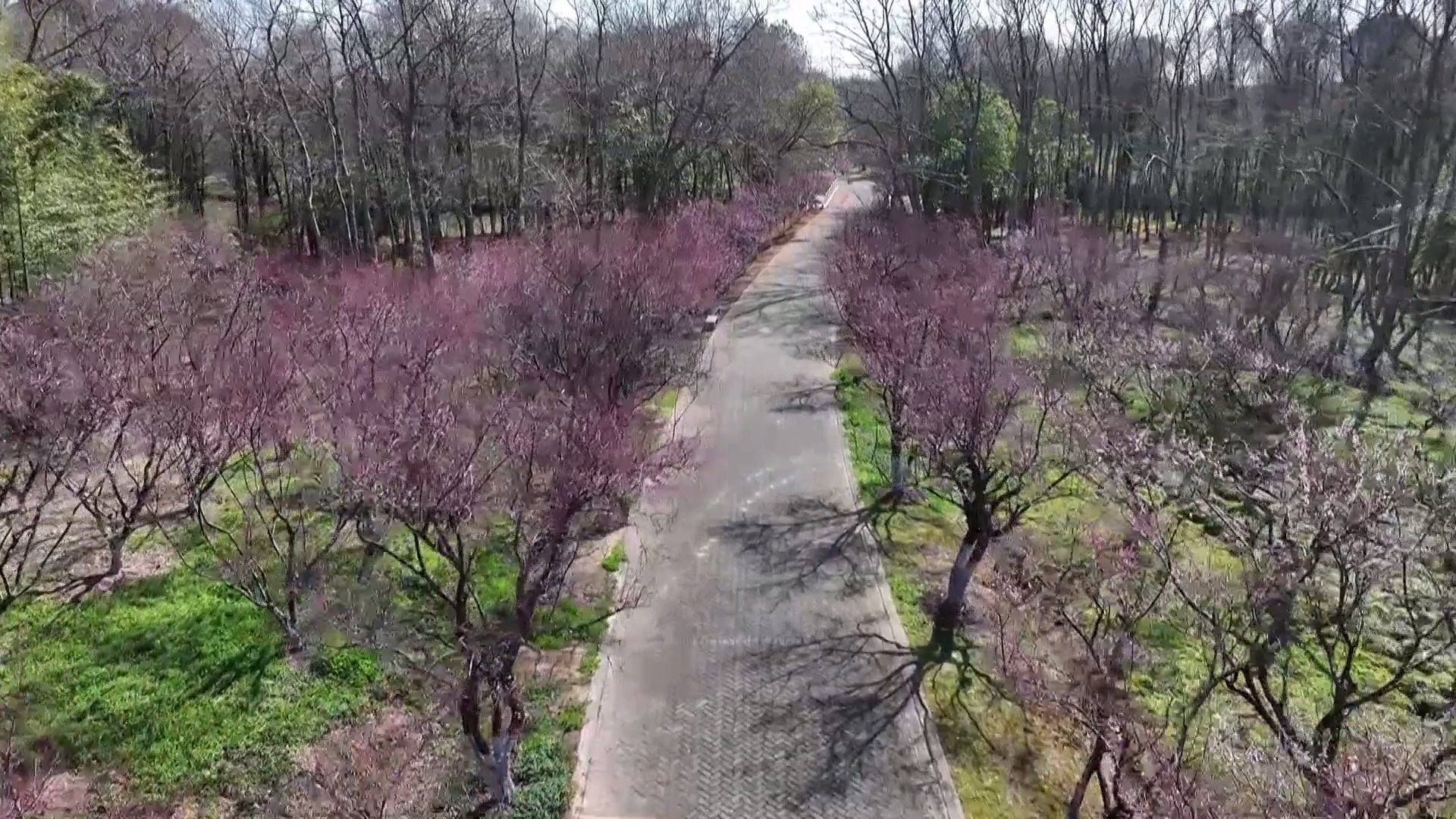Beauty Plums at Haiwan National Forest Park to Hit Peak Bloom This Weekend