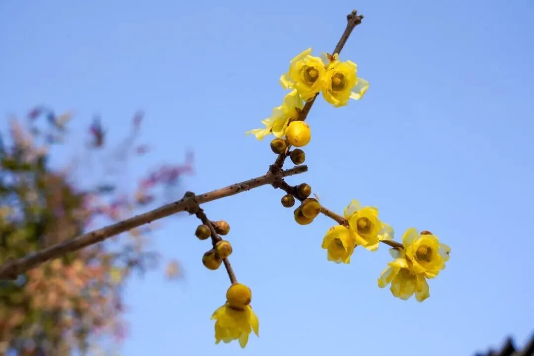 奉贤170岁古蜡梅迎盛花期，速来打卡！