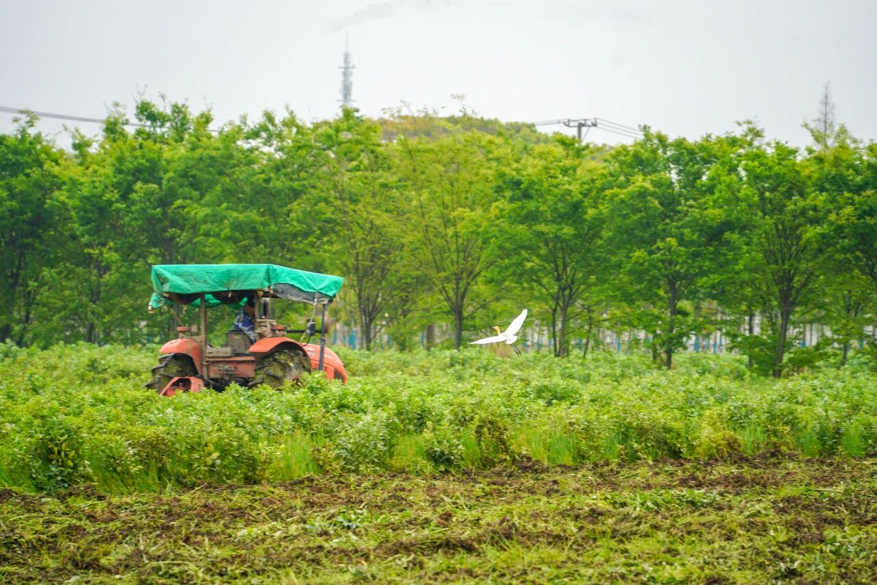 “铁牛” 下地，蚕豆“归田”！南桥春耕大戏话丰年→