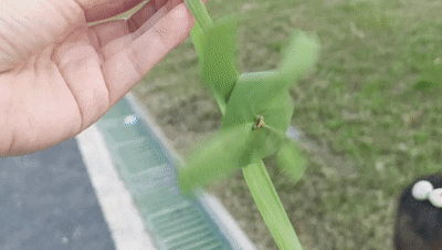 1.gif
