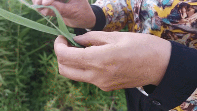 3.gif